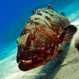 Dive Photo